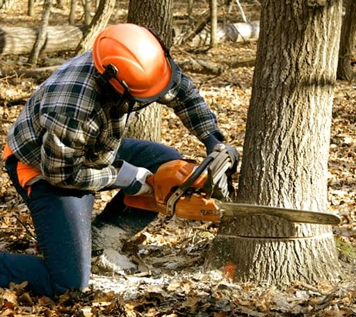 Tree Removal in Drury, MA